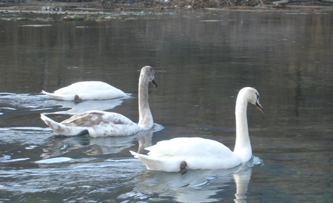 Schermata 2021 03 18 alle 10.18.40