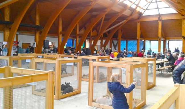 mostra capretto vigezzo 2016