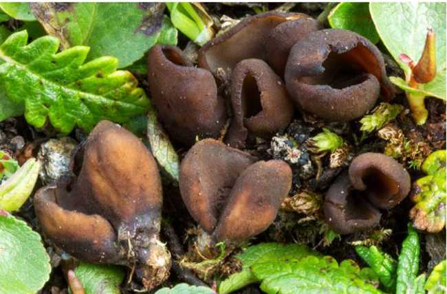 oocidea nuovo fungo devero carboni 18