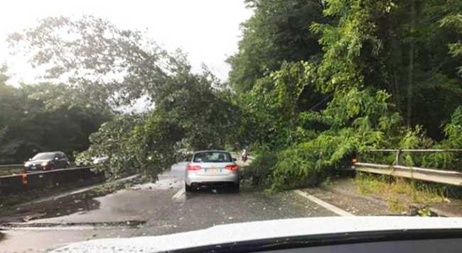 pianta superstrada luglio 17