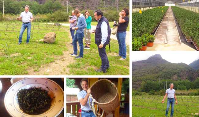 te premosello piantagione mix