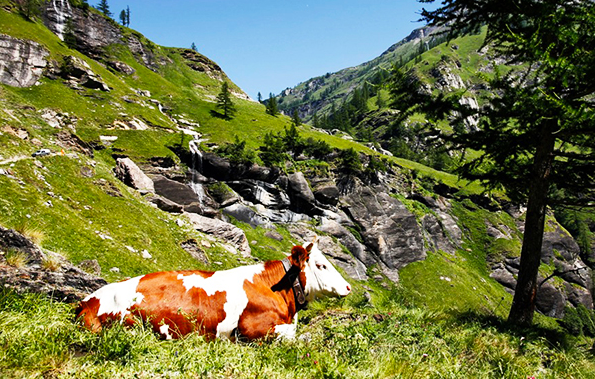 alpe veglia strada mucca