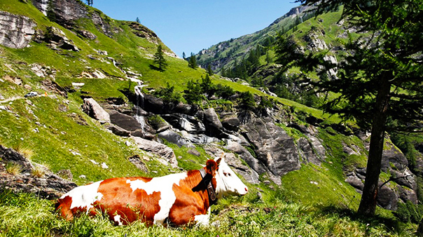 san domenico strada veglia mucca vacca