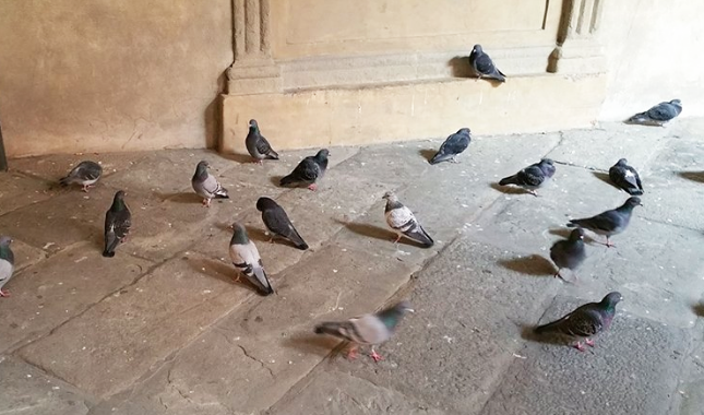 piccioni pietre