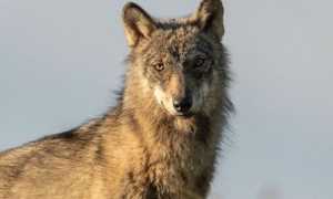 1654689923 Symbolbild Wolf Gurt KORA.jpg 500x350