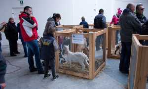 2018 03 25 mostra capretto 13