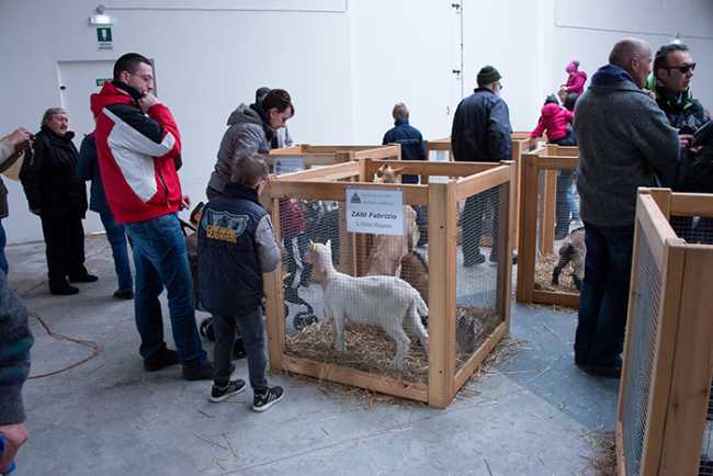 2018 03 25 mostra capretto 13