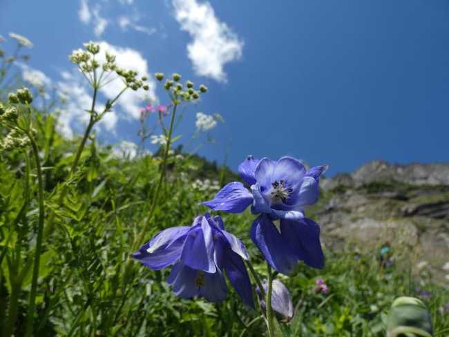 2018 07 13 Sbarra Veglia Aquilegia alpina1