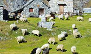 270.pecore baita montagna