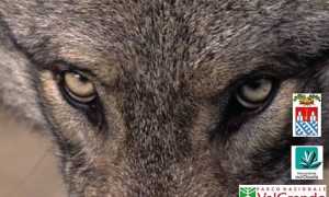 54258053 2266911896854329 4577186822471286784 n