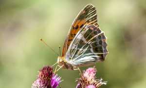 72382786 2748624461828480 7792583559994146816 o