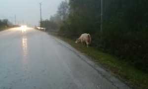 72803761 2495580647194672 5560381987023224832 n