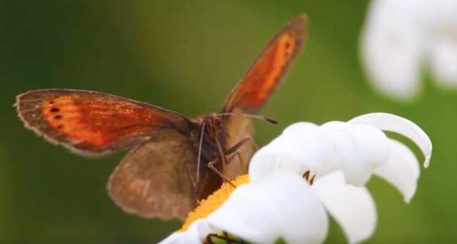Erebia christi farfalla