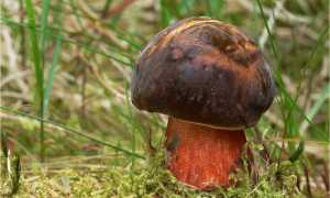 Flockenstieliger Hexenrohrling