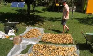 Giornate del raccolto 