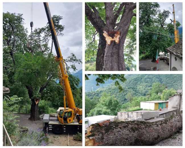 Ippocastano cimamulera