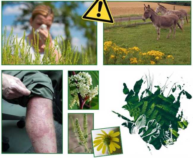 Locandina Serata Naturalistica Varzo