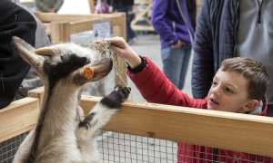 Mostra del capretto vigezzino ph. Studio RDS 1