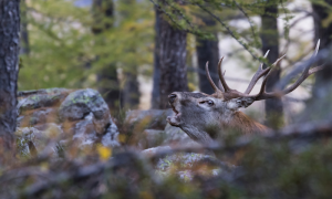 Mostra fotografica copia