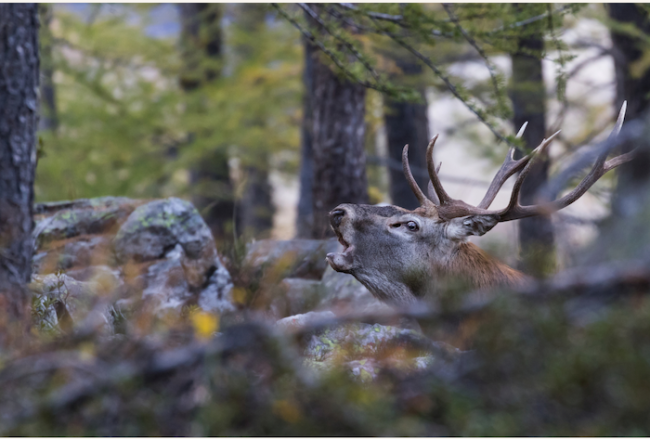 Mostra fotografica copia
