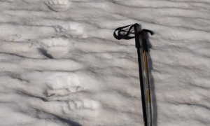 Orso val grande orme