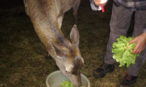 Schermata 2020 02 02 alle 09.59.15