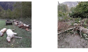 Schermata 2020 10 07 alle 18.31.36