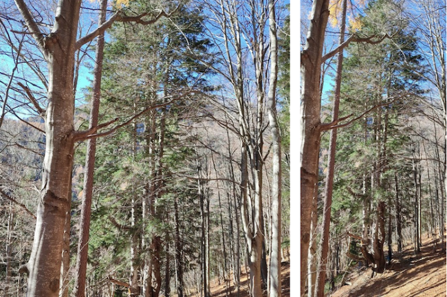 Schermata 2025 03 13 alle 11.50.27