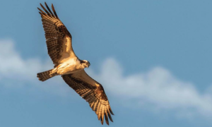 Schermata 2025 05 02 alle 09.28.53