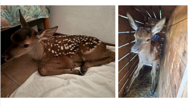 Schermata 2025 06 03 alle 08.52.16