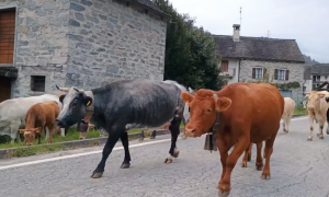 Schermata 2025 10 04 alle 19.05.05