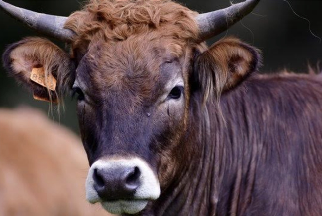 Screenshot 2025 05 04 alle 09.51.29