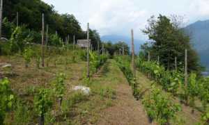 Vigneti La Tensa Val dOssola Ossola in Cantina 8 images sampledata 2019 cantine ossola thumb medium650 0