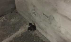 WhatsApp Image 2018 12 24 at 09.57.48