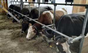 WhatsApp Image 2021 11 26 at 08.15.06