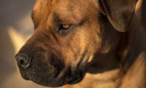 african boerboel 2138284 640