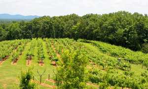 agricoltura montagna vigna
