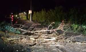 albero caduto croppo