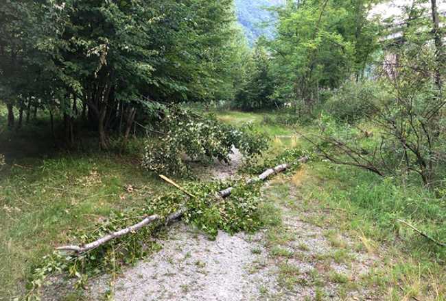 albero sentiero tana