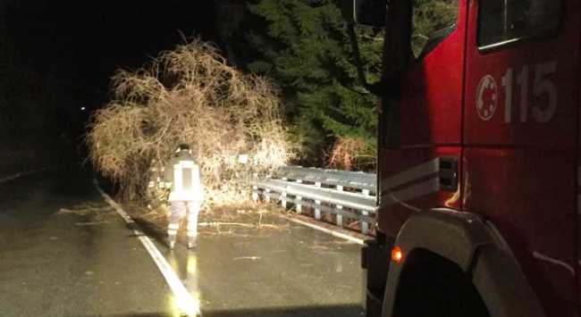 albero strada vigili fuoco notte