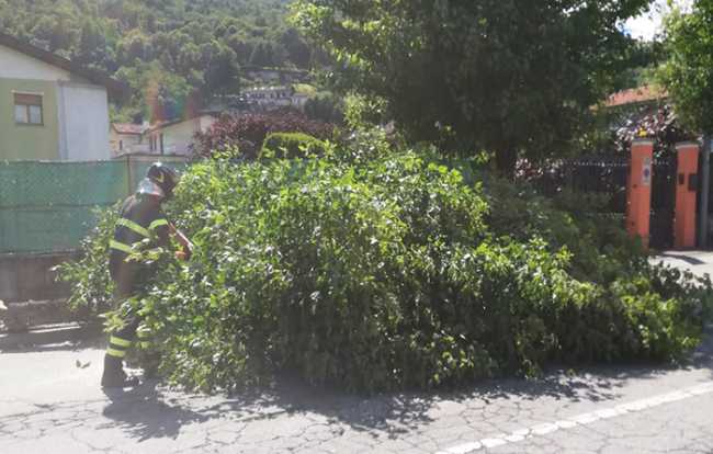 albero tangenziale vvf