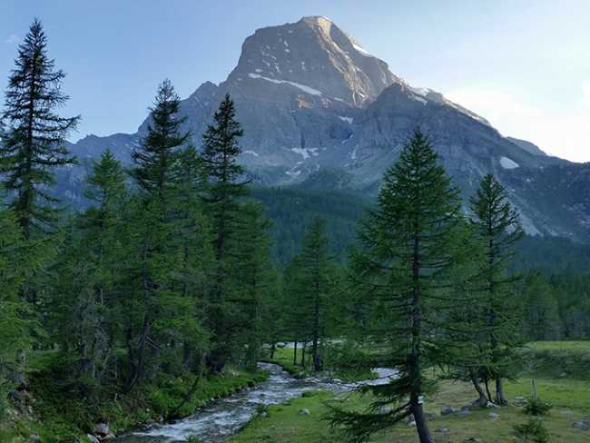 alpe veglia alberi