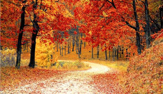 autunno strada foglie