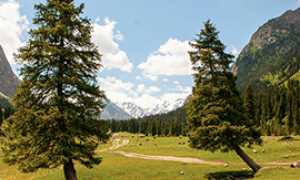 b alberi abete montagna