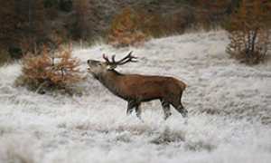 b bramito cervo parco