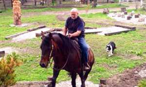 b cavallo premosello