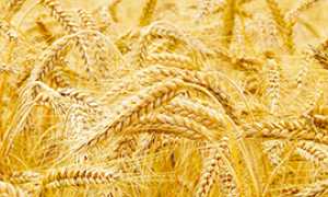 b festa della segale