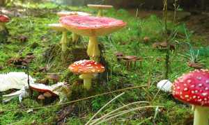 b funghi bosco veleno