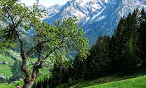 b montagna panorama albero