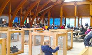 b mostra capretto vigezzo 2016